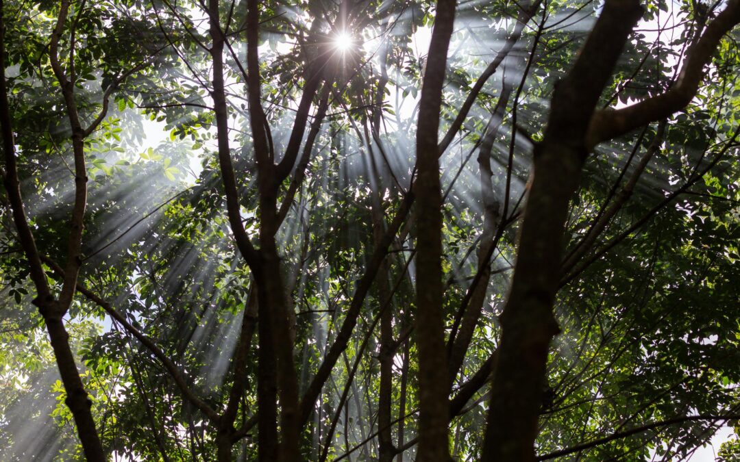 International Day of Forests